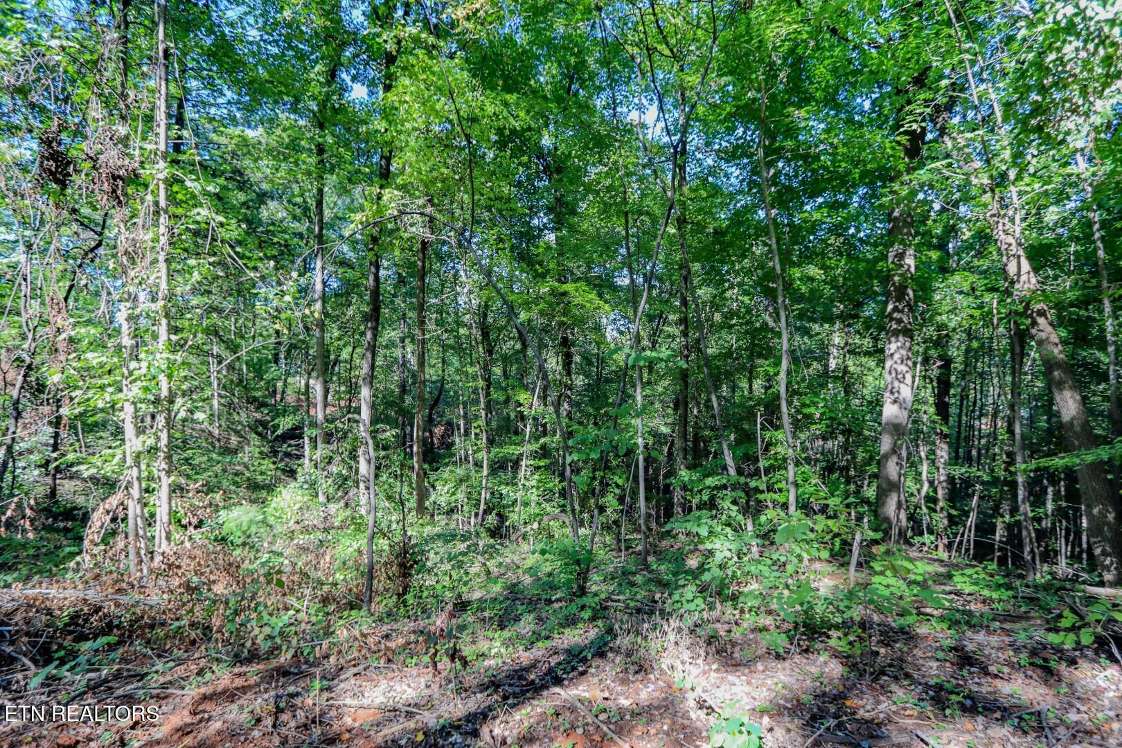 1272 Applewood Road Newport, TN 37821 - Photo 15 of 18 15