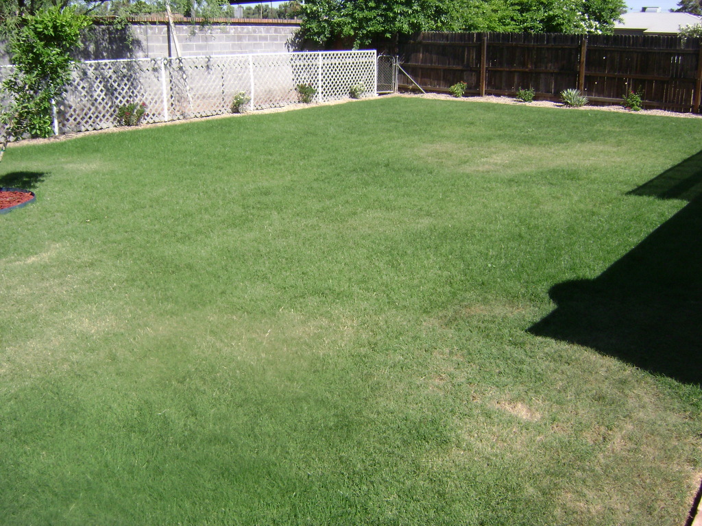 3346 North Randolph Road Phoenix, AZ 85014 - Photo 11 of 20 GREEN GRASS