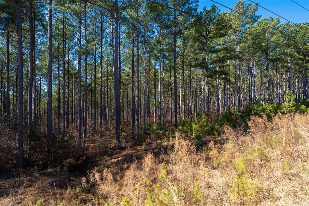 Lot 68 Nimmons Bridge Road Salem, SC 29676 - Photo 6 of 18 This tranquil lot offers a serene setting amidst towering trees.