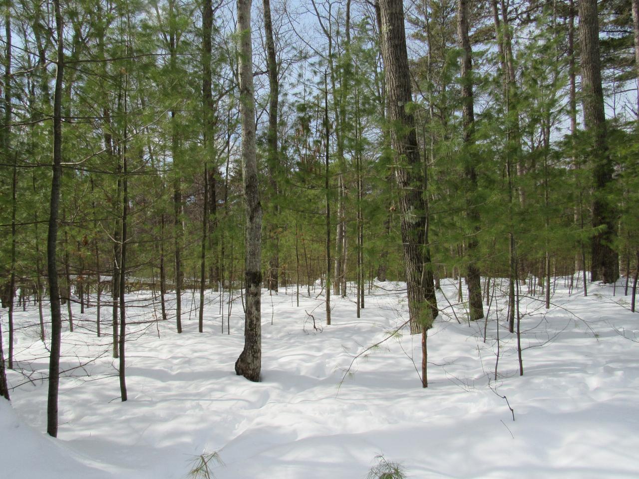 0 Bolger Lake Road Minocqua, WI 54548 - Photo 11 of 21 Gallery Image 11