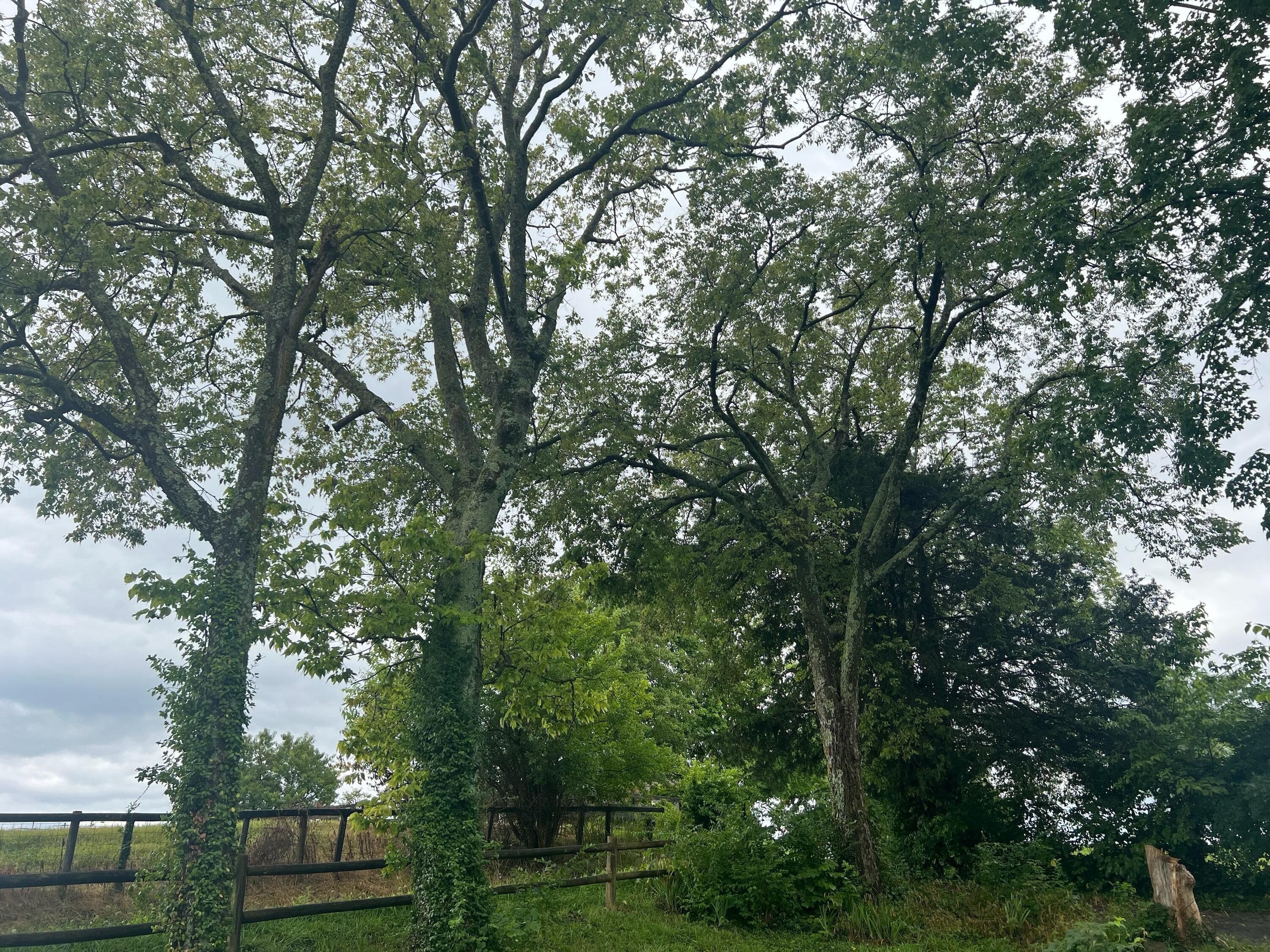 1333 Jackson Ferry Road Winchester, KY 40391 - Photo 14 of 60 IMG_2272