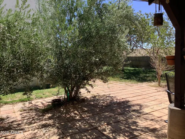 a view of a yard with plants and a large tree