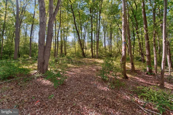 a view of outdoor space with trees
