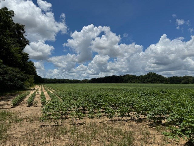 25 & Barrington Road Midland City, AL 36350 - Photo 17 of 21