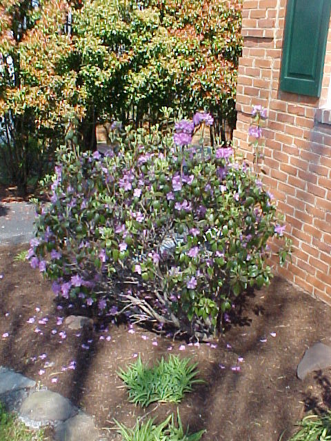 133 Jonathan Road Roanoke, VA 24019 - Photo 38 of 39 Landscaping
