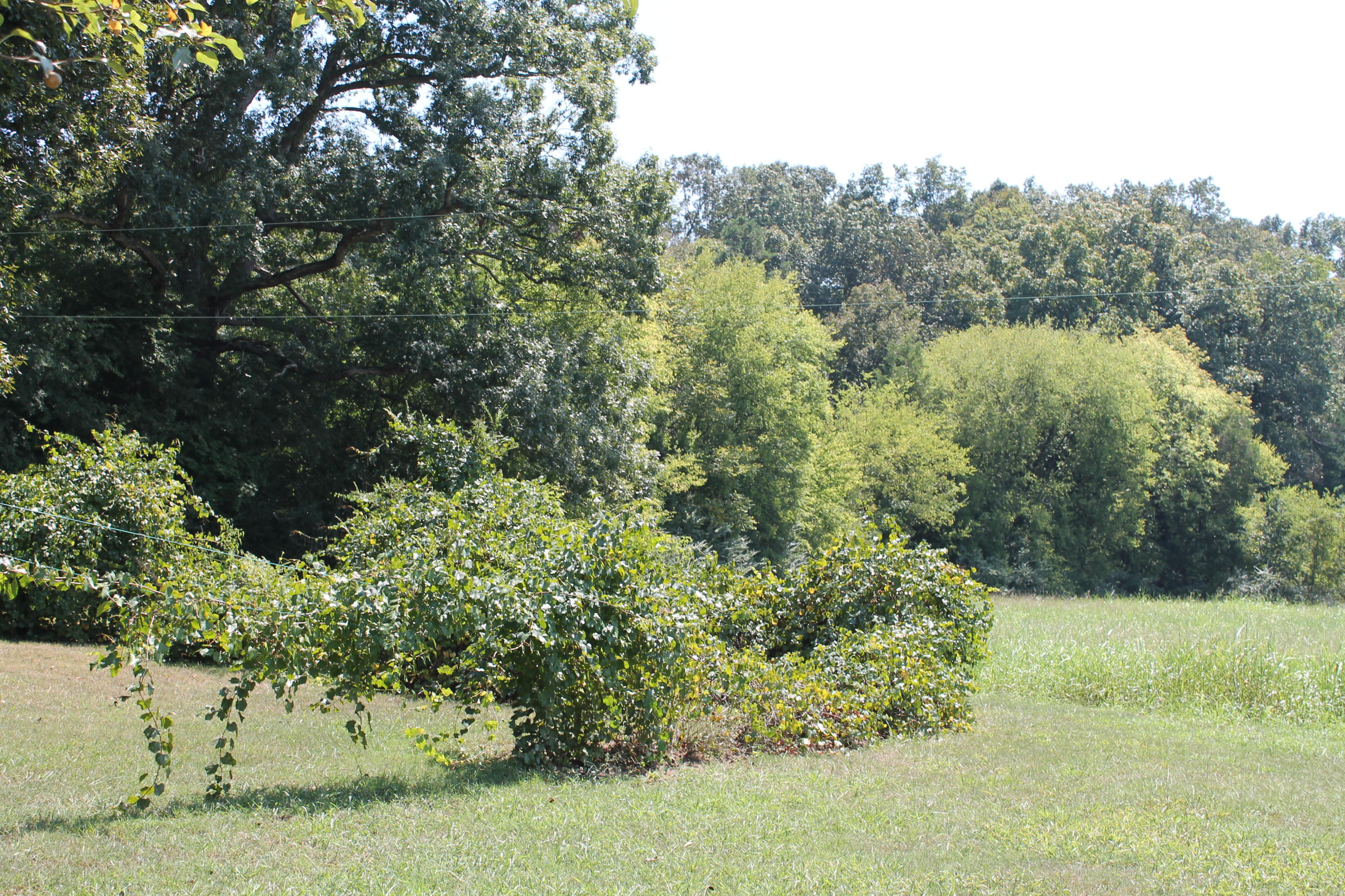 232 Loudon Road Philadelphia, TN 37846 - Photo 6 of 16 IMG_7577