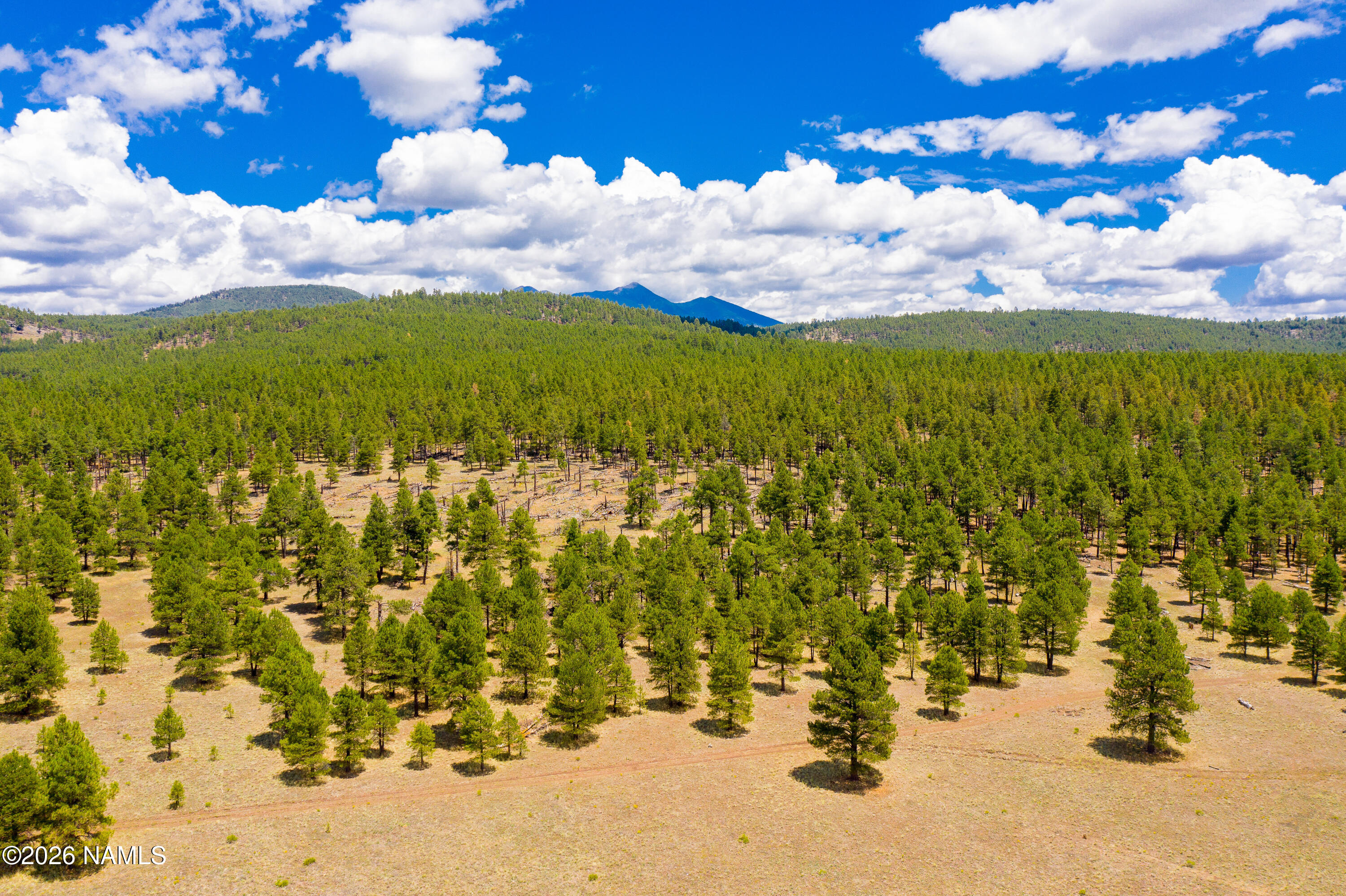 12071 Pegasus Road Bellemont, AZ 86015 - Photo 29 of 29 Forest