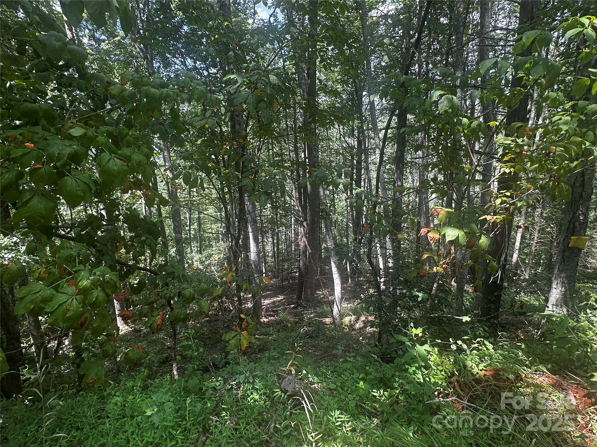 0 Rabbit Hop Road Spruce Pine, NC 28777 - Photo 1 of 7 Gallery Image 1