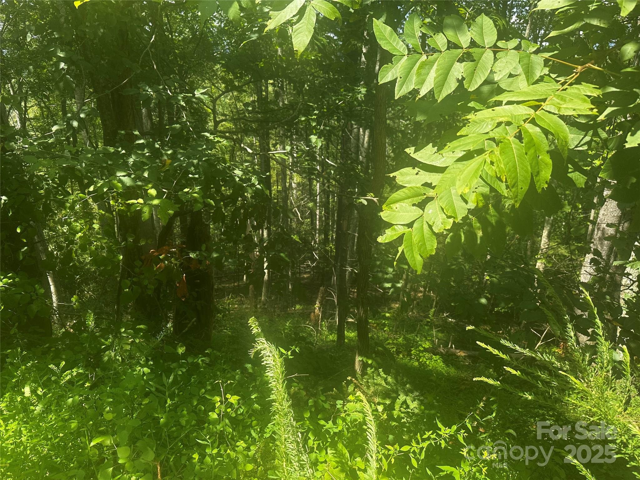 0 Rabbit Hop Road Spruce Pine, NC 28777 - Photo 3 of 7 Gallery Image 3