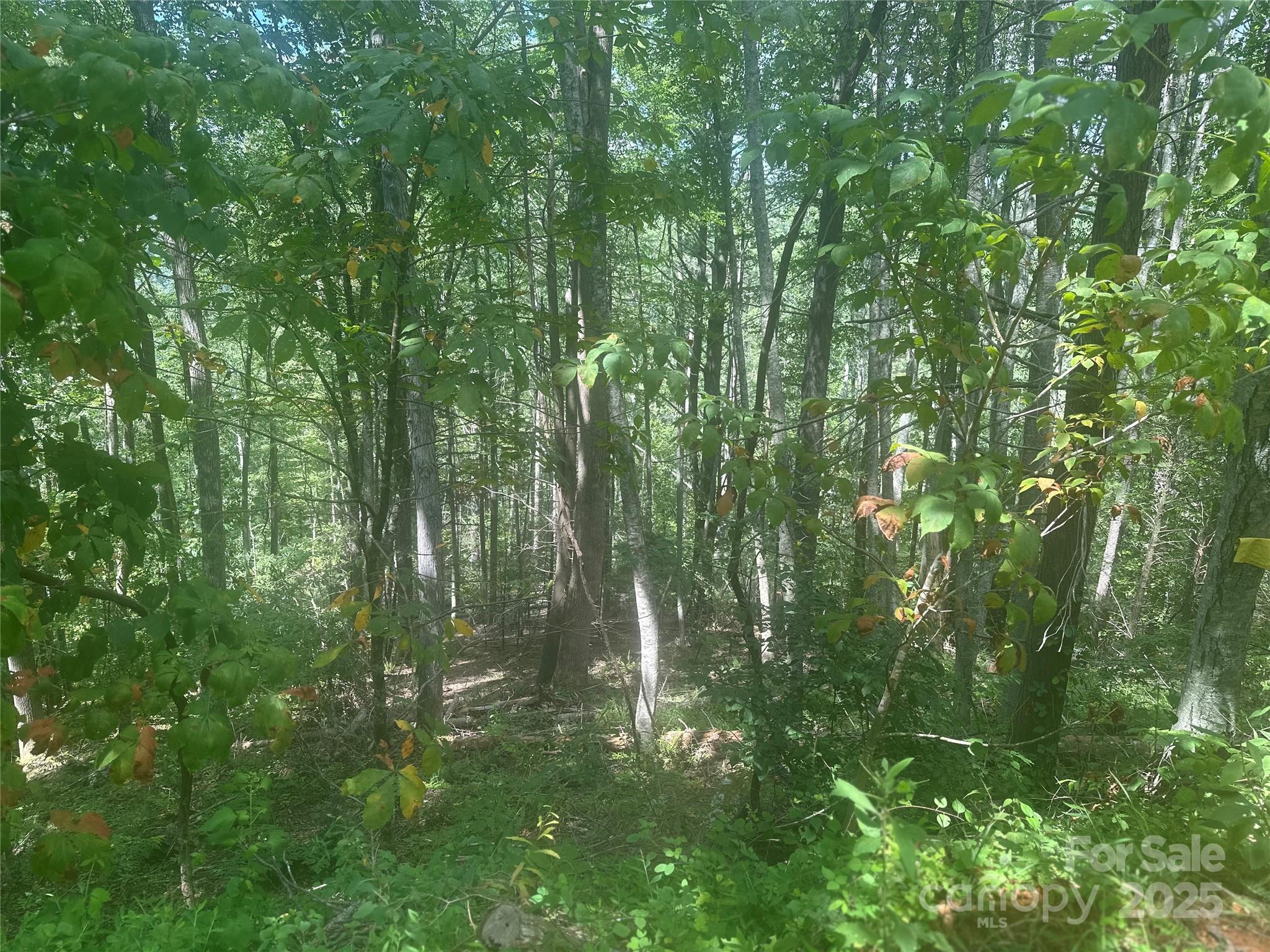 0 Rabbit Hop Road Spruce Pine, NC 28777 - Photo 6 of 7 Gallery Image 6