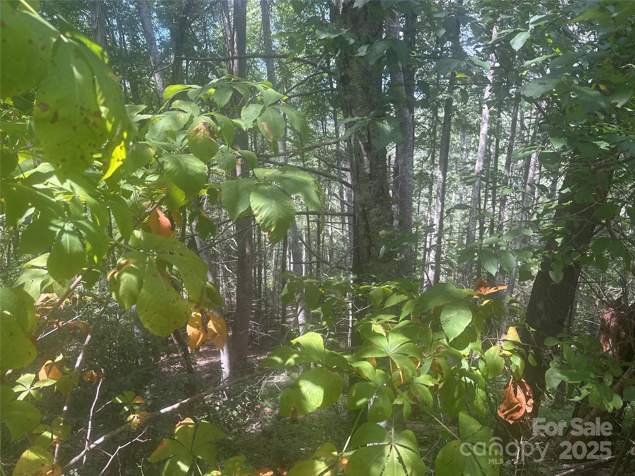 0 Rabbit Hop Road Spruce Pine, NC 28777 - Photo 7 of 7 Gallery Image 7