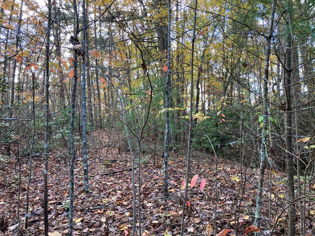39 A Hedden Stiles Road Murphy, NC 28906 - Photo 20 of 30