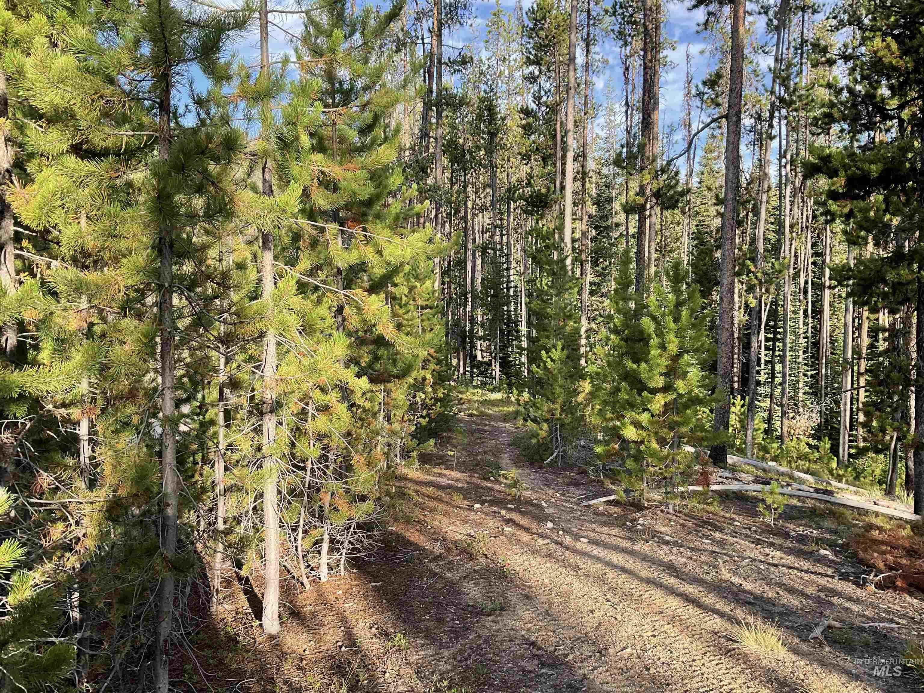 Tbd Copperhead Road Elk City, ID 83525 - Photo 12 of 25 Gallery Image 12