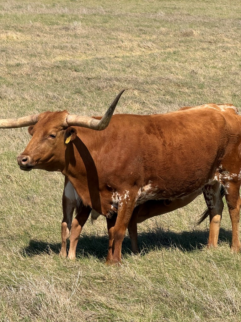 L28 Lipan Apache Run, Unit 28 Blanco, TX 78606 - Photo 2 of 17