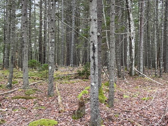 M36-l8&l9 Main Road Islesboro, ME 04848 - Photo 12 of 22 IMG_8386