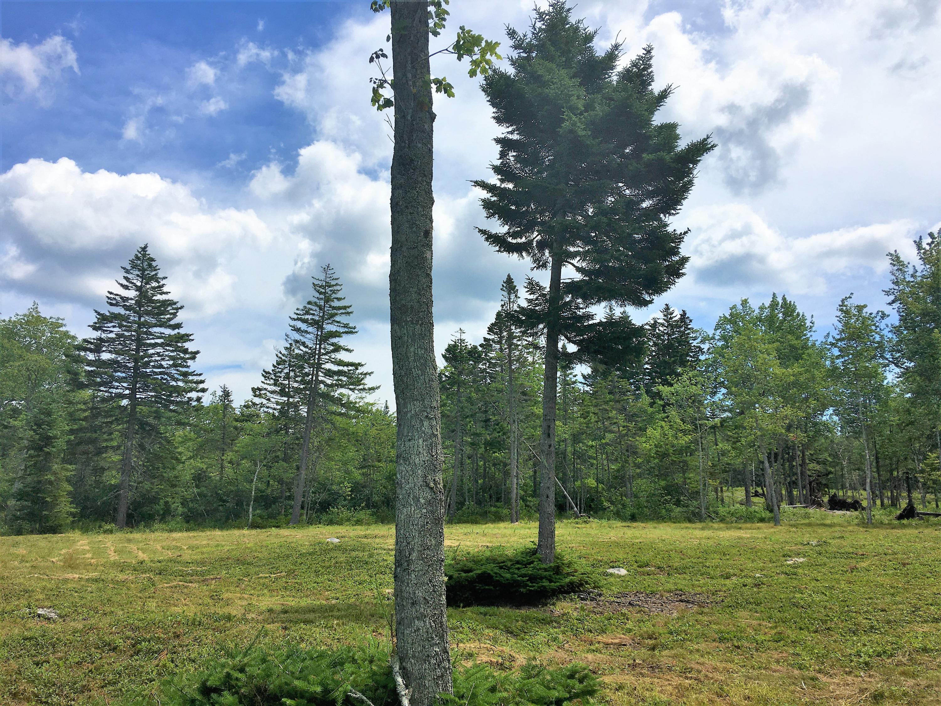 66 Estates Road Steuben, ME 04680 - Photo 21 of 21 IMG_4943