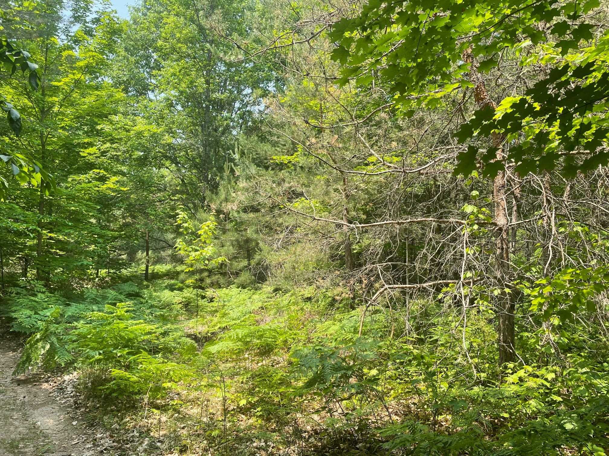 Richardson Road Lake Ann, MI 49650 - Photo 6 of 9