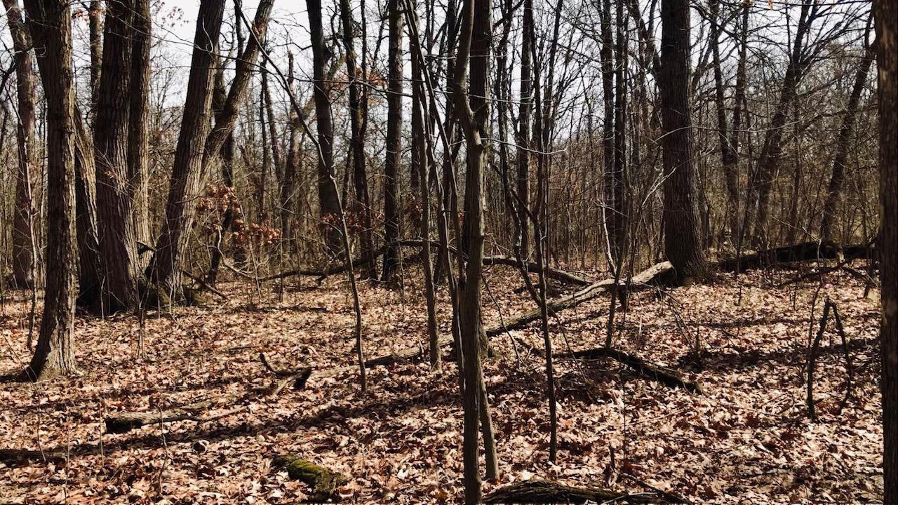 a view of a yard with trees