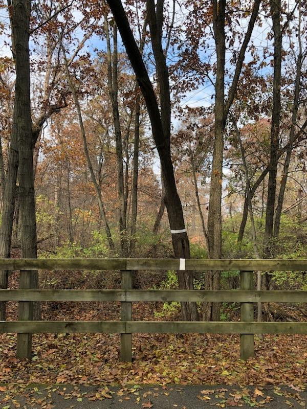 0 North Of Rr E Of Liverpool Road Hobart, IN 46342 - Photo 11 of 18 a view of a yard with large trees