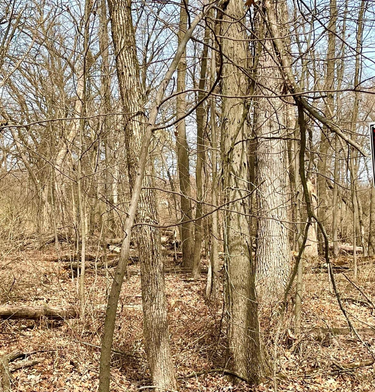 0 North Of Rr E Of Liverpool Road Hobart, IN 46342 - Photo 4 of 18 a picture of a tree