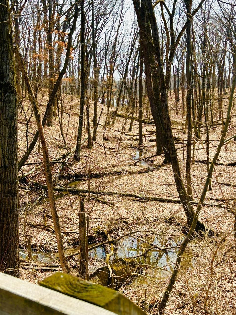 0 North Of Rr E Of Liverpool Road Hobart, IN 46342 - Photo 6 of 18 a backyard of a house with lots of green space