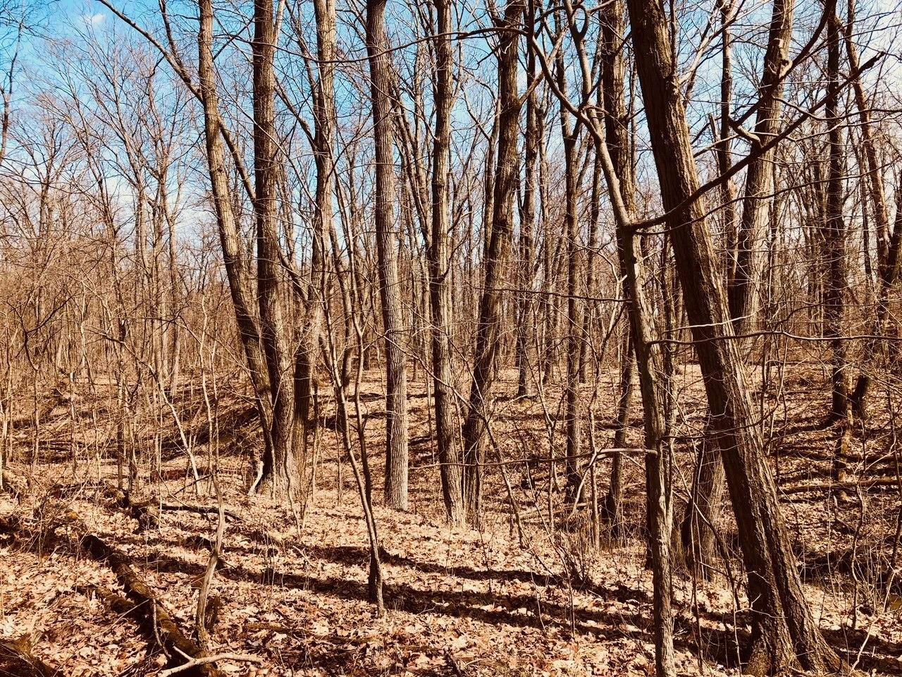 0 North Of Rr E Of Liverpool Road Hobart, IN 46342 - Photo 9 of 18 a view of tree