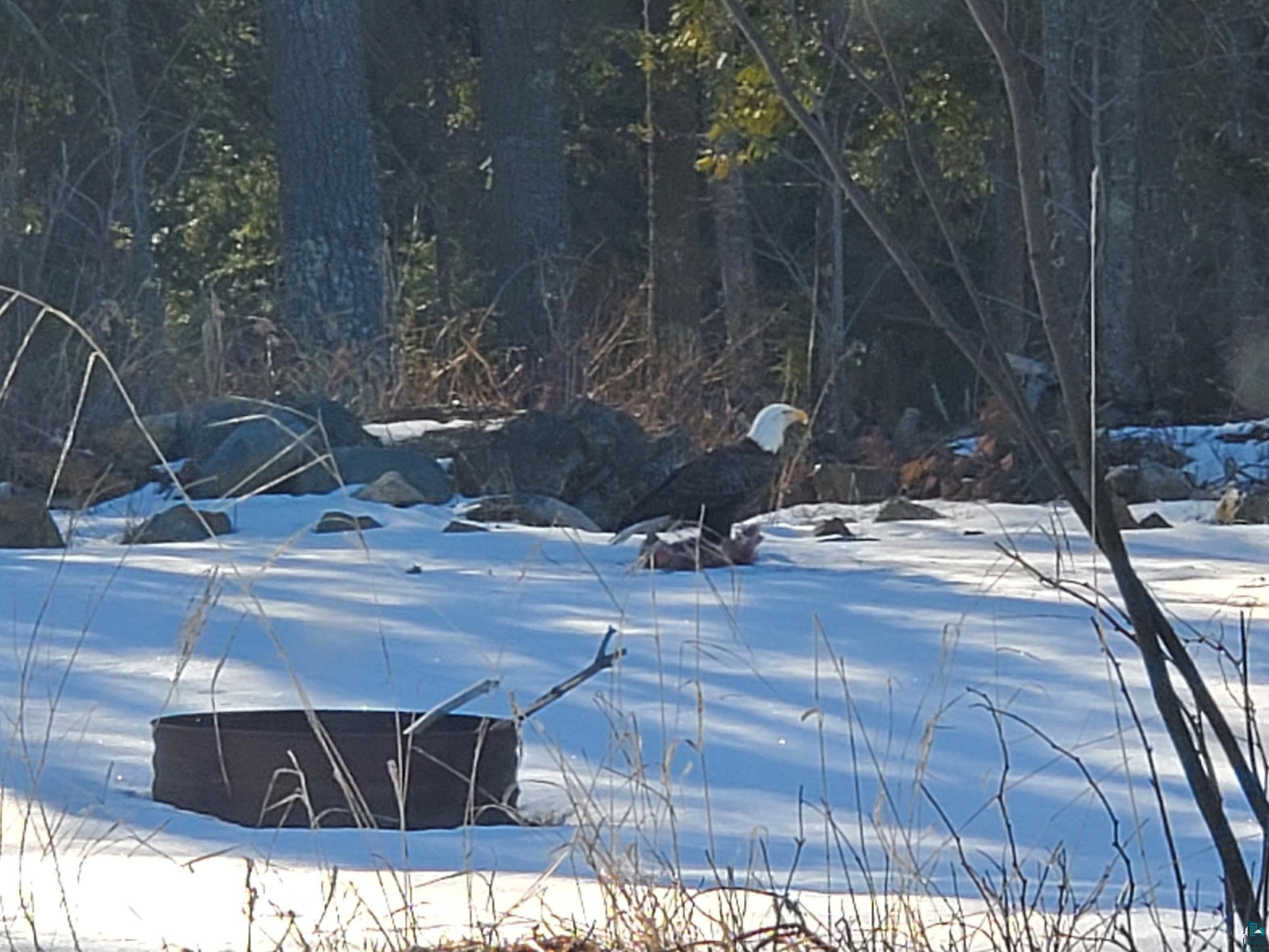 13462 Villa Road Ely, MN 55731 - Photo 52 of 68 Bald Eagle