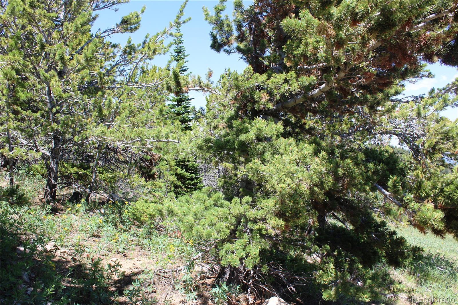 1595 Missouri Gulch Road Black Hawk, CO 80422 - Photo 5 of 49