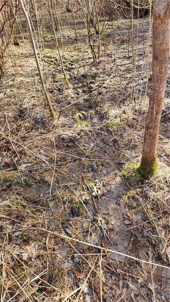 7042 Garner Road Huron, NY 14590 - Photo 5 of 12 Deer trails galore if hunting is your goal for thi