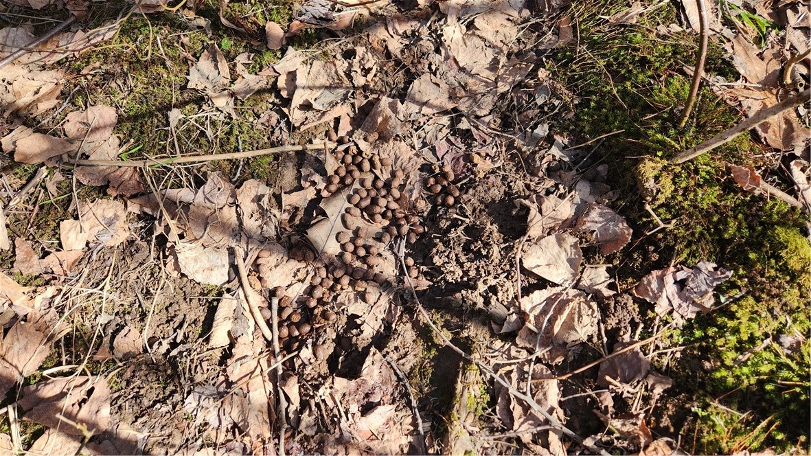 7042 Garner Road Huron, NY 14590 - Photo 9 of 12 Scat