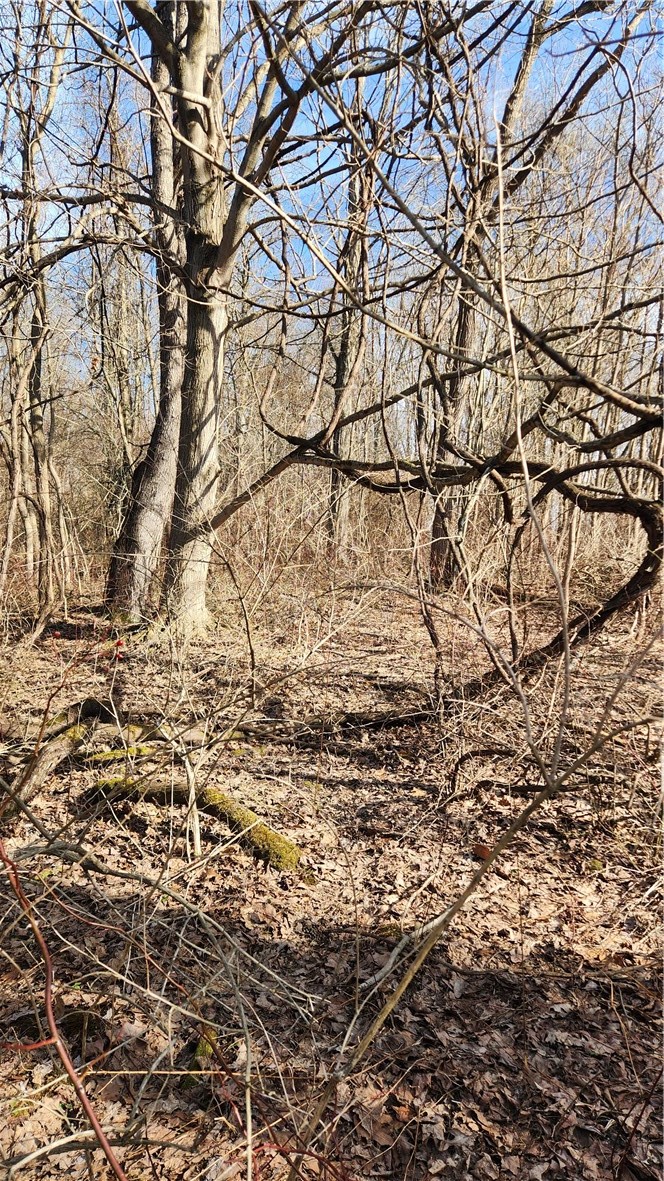 7042 Garner Road Huron, NY 14590 - Photo 10 of 12 Back of property high & dry with multiple maples a