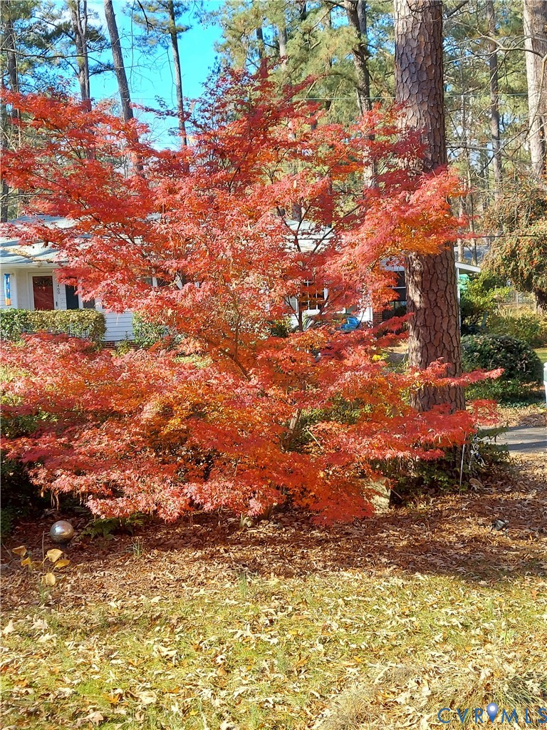 3369 Warner Road Richmond, VA 23225 - Photo 34 of 46 a view of a yard with plants and large trees