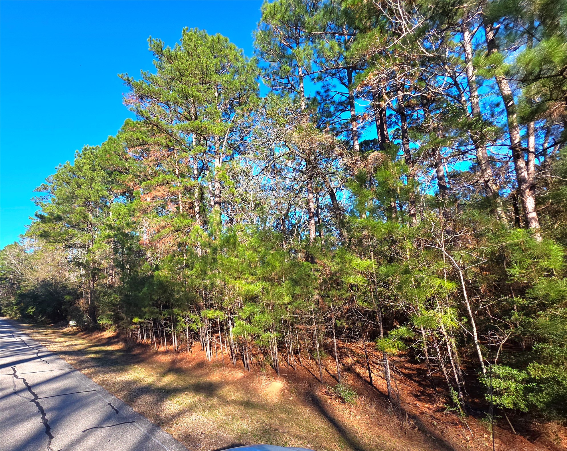 Tbd Tbd Waterwood Bay Road Point Blank, TX 77364 - Photo 1 of 16 a backyard of a house with lots of green space and trees