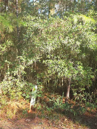 a view of a tree with a tree