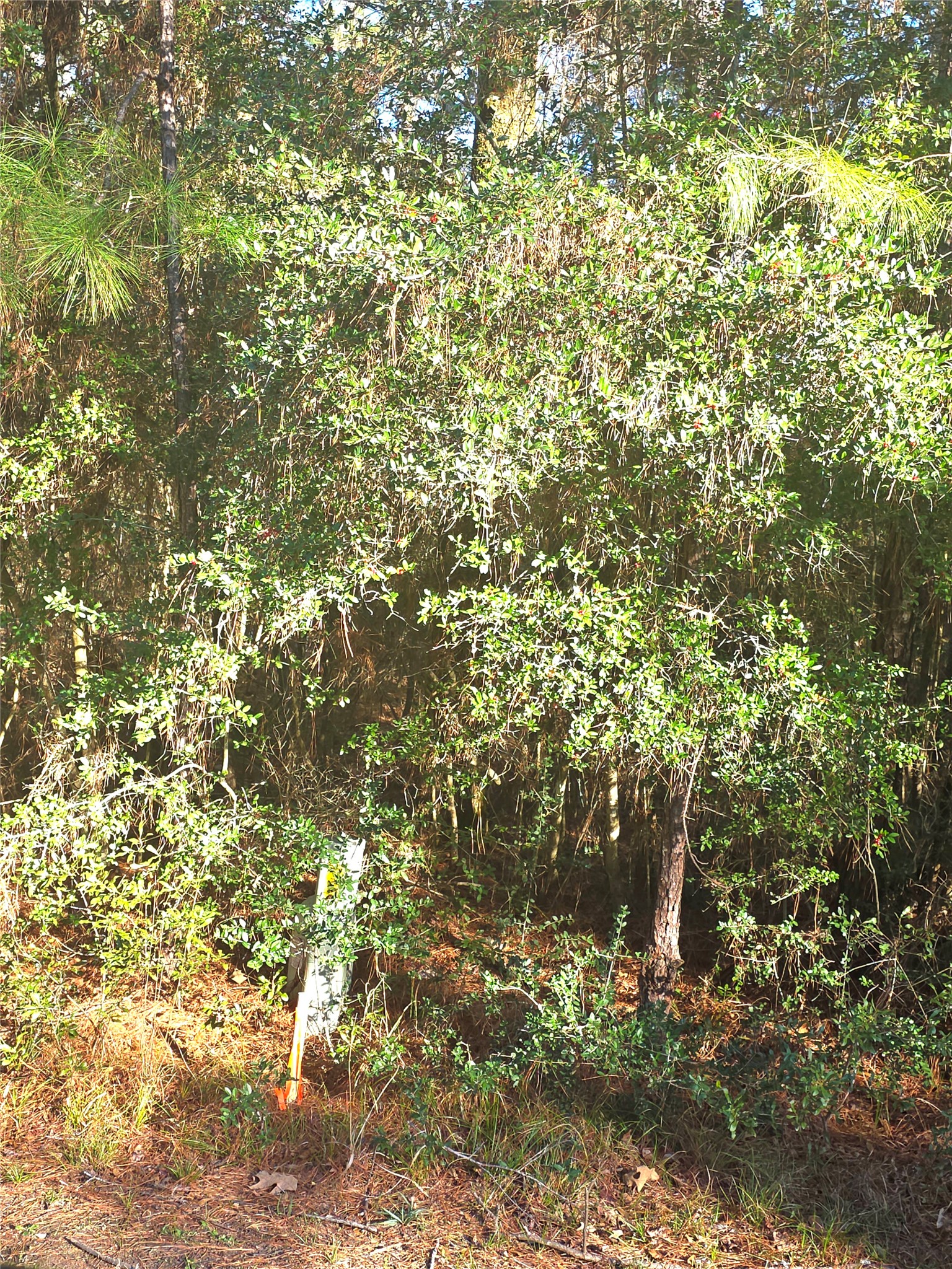 Tbd Tbd Waterwood Bay Road Point Blank, TX 77364 - Photo 4 of 16 a view of a tree with a tree