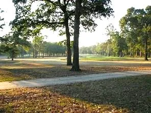 a view of a yard with large trees