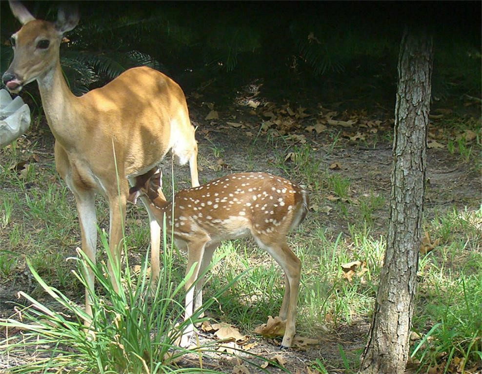 Tbd Tbd Waterwood Bay Road Point Blank, TX 77364 - Photo 10 of 16 a view of fountain in backyard of a house