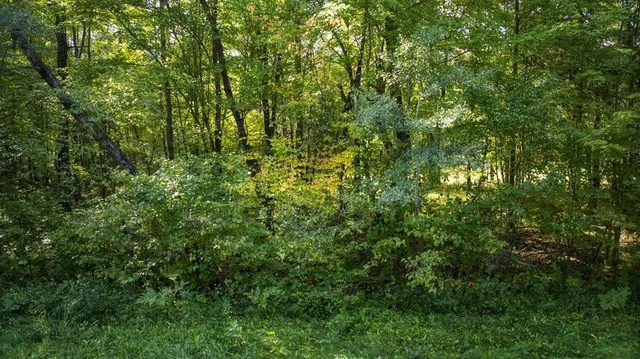 $99,000 | 10.32-acres Bighorn Drive, Arkdale, WI 54613