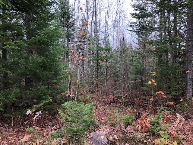 27 Drake Road Bradford, ME 04410 - Photo 3 of 9 Fall