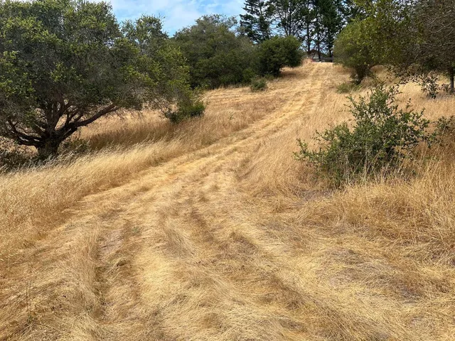 a view of a forest with a tree