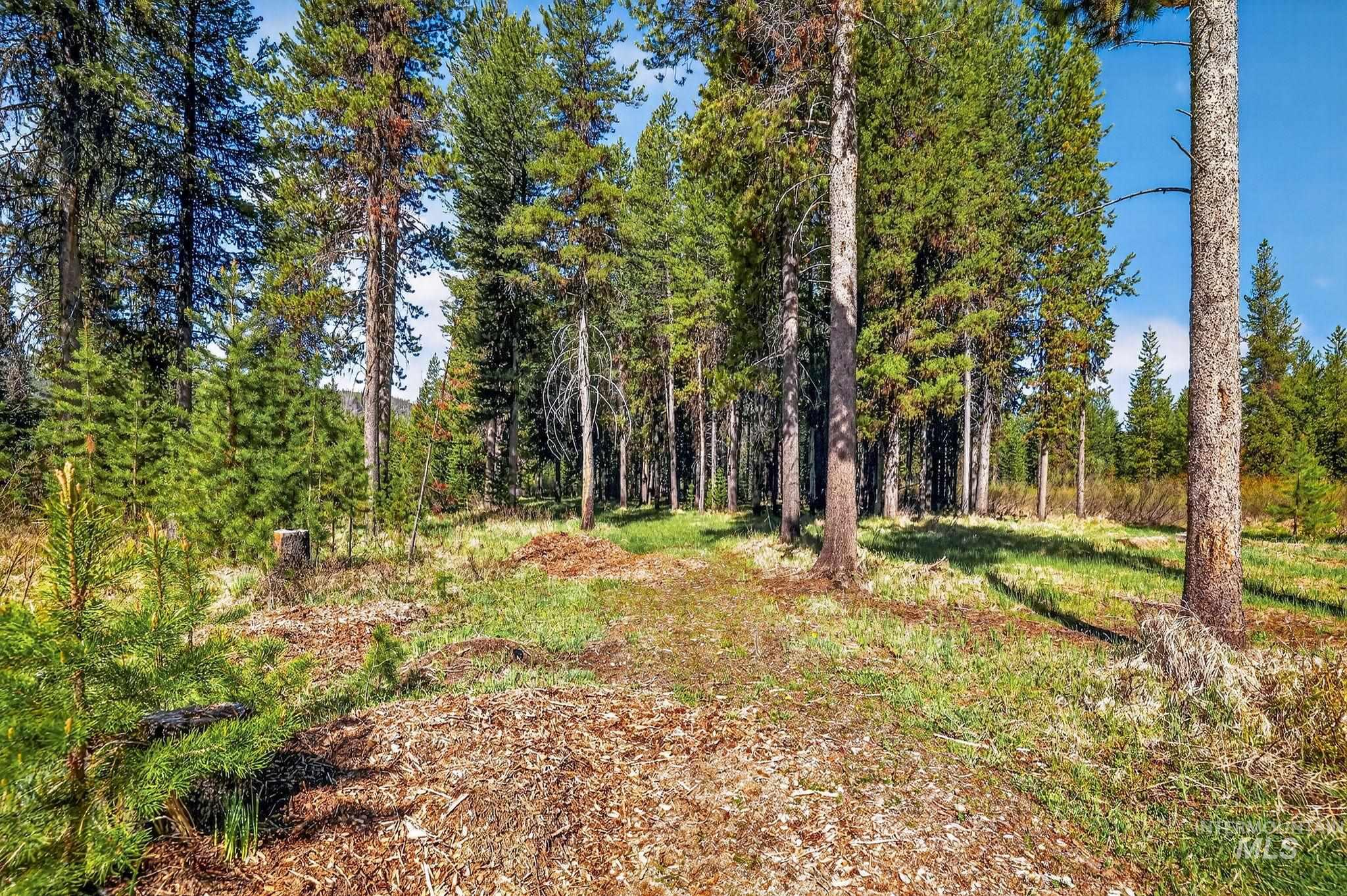 321 Secesh River Road McCall, ID 83638 - Photo 37 of 50 Mature evergreen trees, natural ground cover, partial clearings, and existing tree stumps define this wooded lot