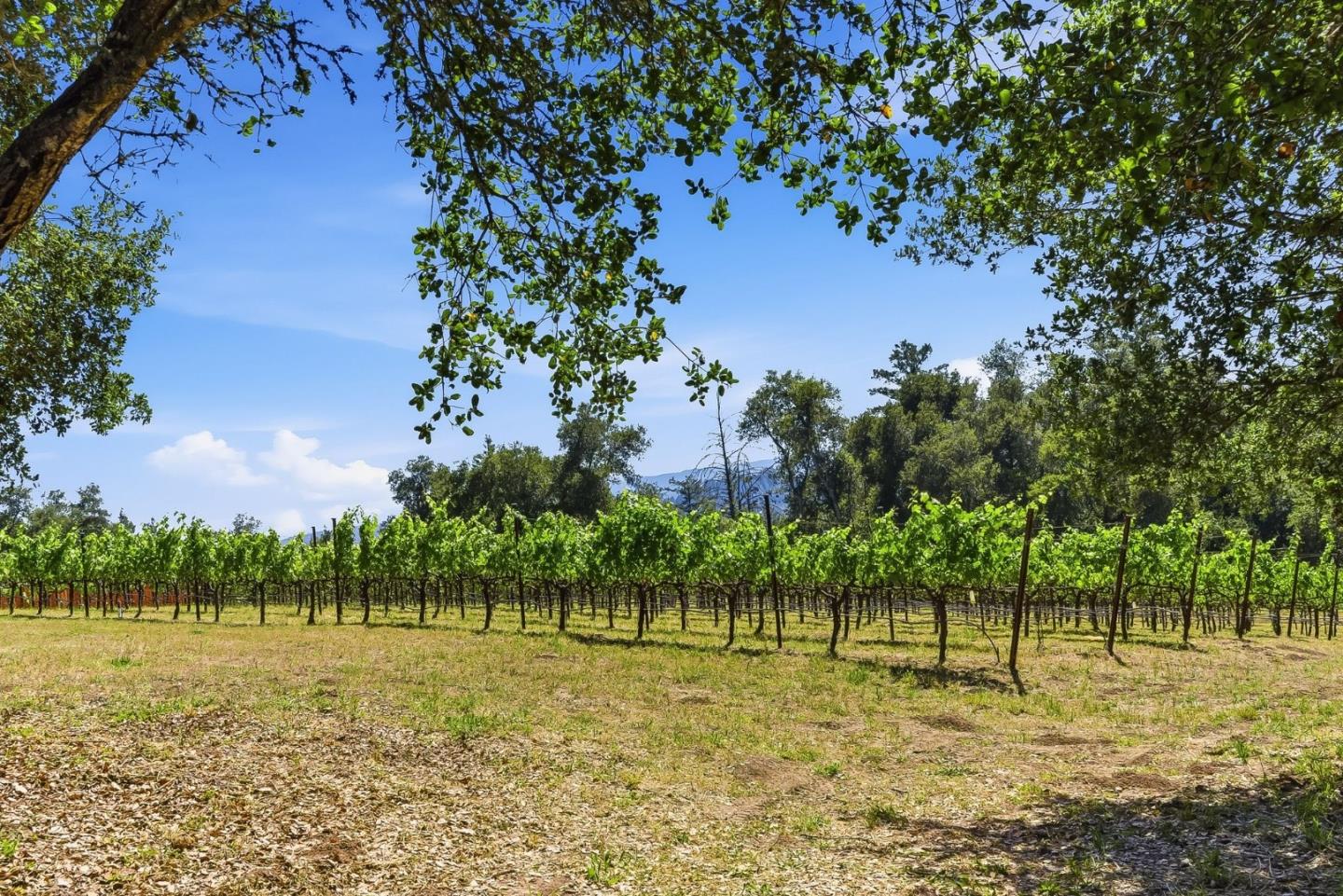 0 Miller Hill Road Los Gatos, CA 95033 - Photo 3 of 32 a view of a yard with a tree