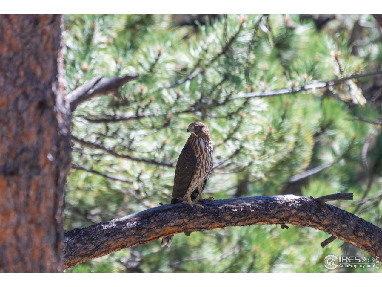 418 Ridge Road Ward, CO 80481 - Photo 34 of 36 a view of yard