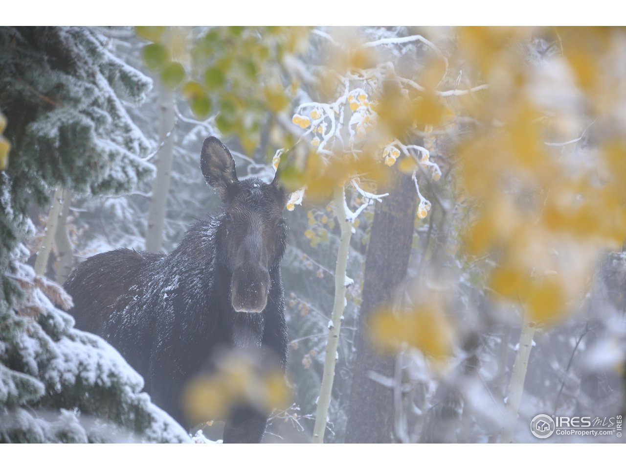 418 Ridge Road Ward, CO 80481 - Photo 35 of 36 a view of swimming pool