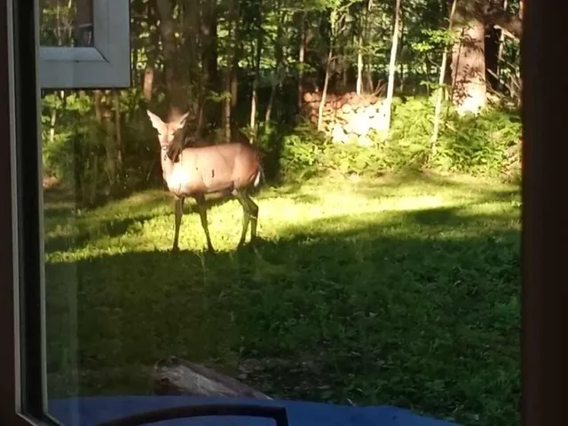 $65,000 | 28350 Moose Horn Lane, Sturgeon Lake, MN 55783