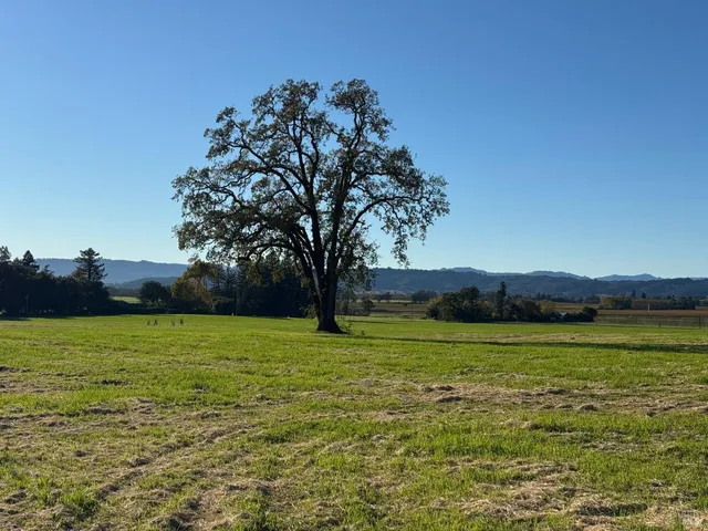 a view of an ocean from a yard