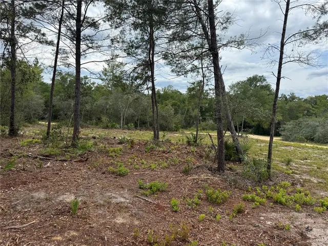 a view of outdoor space with trees all around