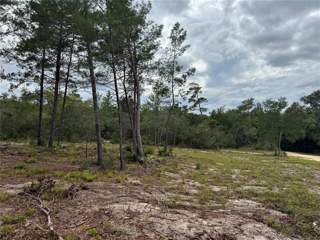 Northeast 135th Street Salt Springs, FL 32134 - Photo 12 of 18 a view of outdoor space with green space