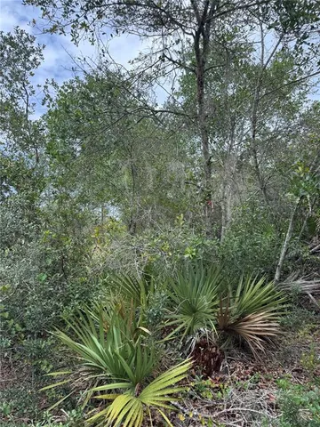 a view of a plants in a garden