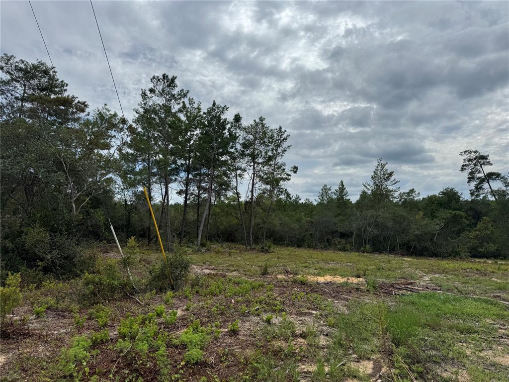 Northeast 135th Street Salt Springs, FL 32134 - Photo 3 of 18 a view of a backyard